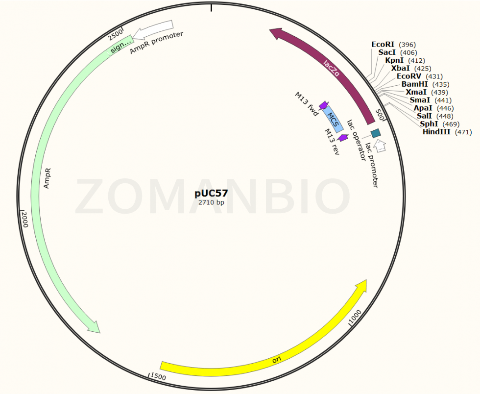 ZK113pUC57大腸克隆質粒.png